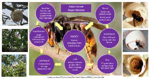 APHA Asian Hornet Life Cycle graphic