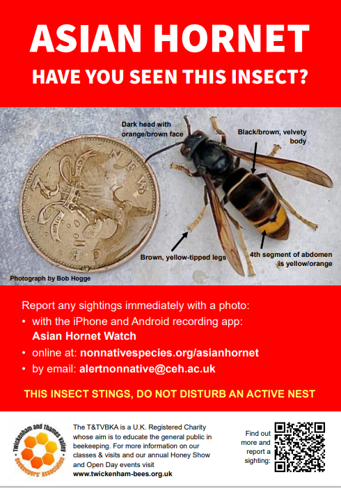 Asian Hornet Alert Poster