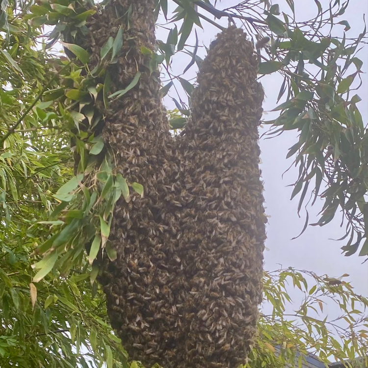 Swarm of bees