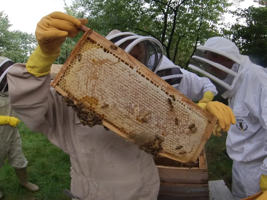 Inspecting the hive