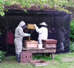Honey bee on yellow flower