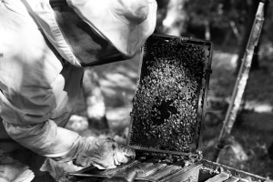 Honey bee on yellow flower