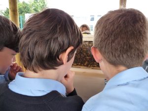 Honey bee on yellow flower