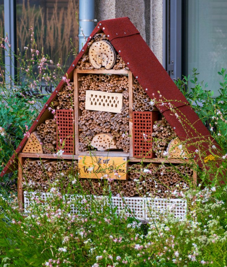 Honey bee on yellow flower